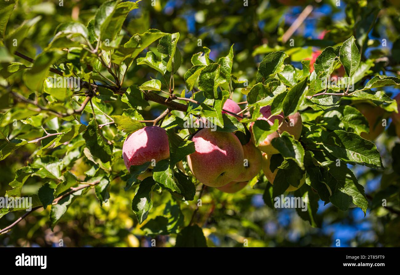 Apfelbaum an einem Obstbaum sind die Äpfel schön gross, jedoch teilweise mit Schädlingen befallen. Rafz, Schweiz, 04.09.2022 *** mela le mele su un albero da frutto sono belle e grandi, ma alcune sono infestate da parassiti Rafz, Svizzera, 04 09 2022 credito: Imago/Alamy Live News Foto Stock