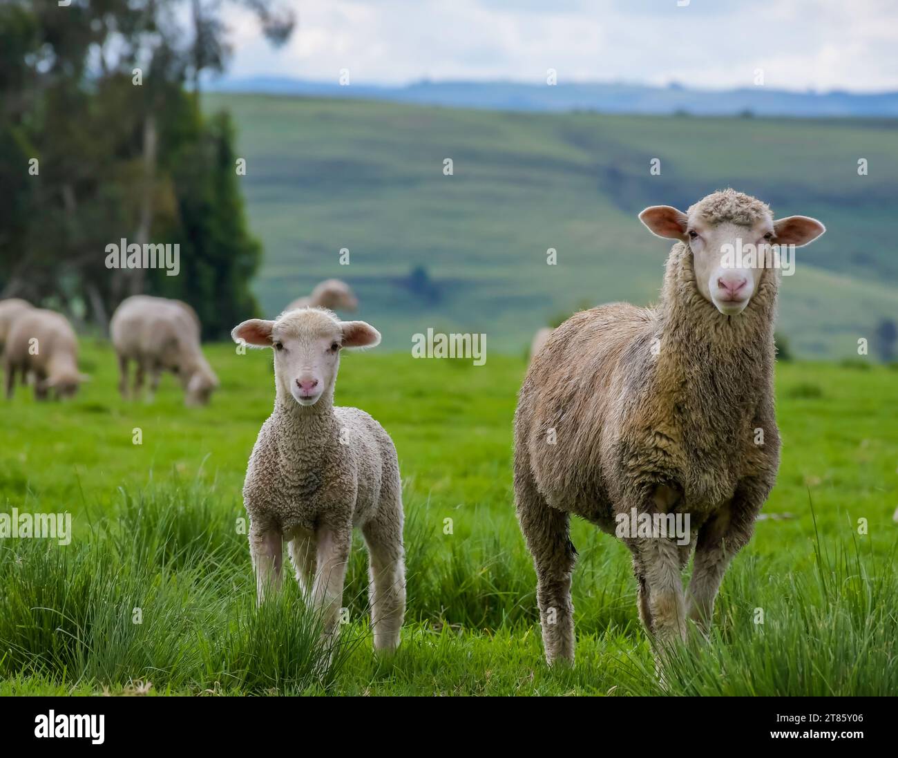 Merino pecora fattoria pascolo lato paese in midlands Foto Stock