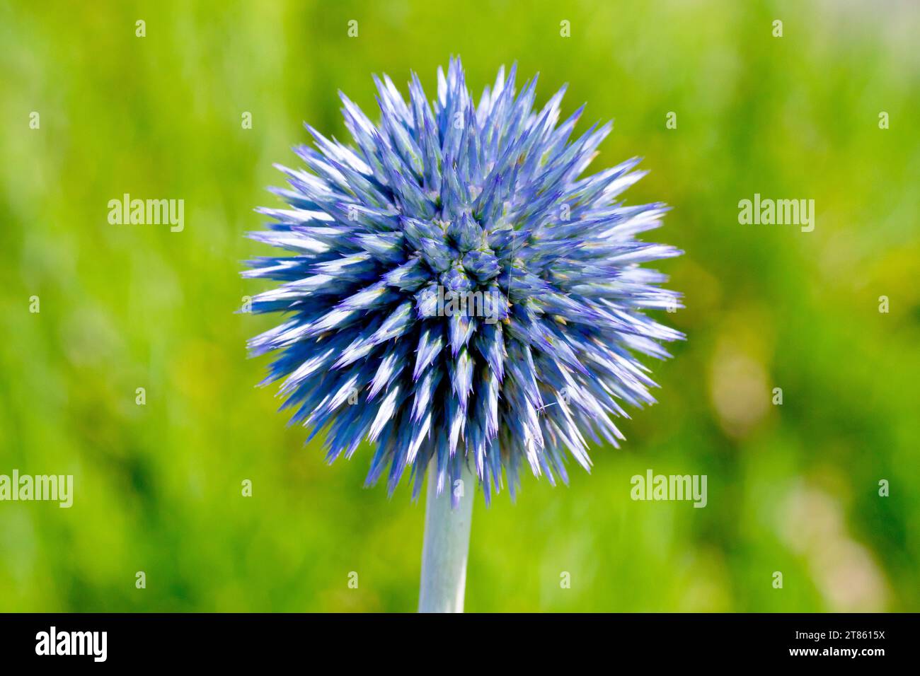 Blue Globe-thistle (echinops, forse bannaticus), primo piano della testa di fiori tonda appuntita della pianta mentre in gemma, un giardino evaso in natura Foto Stock