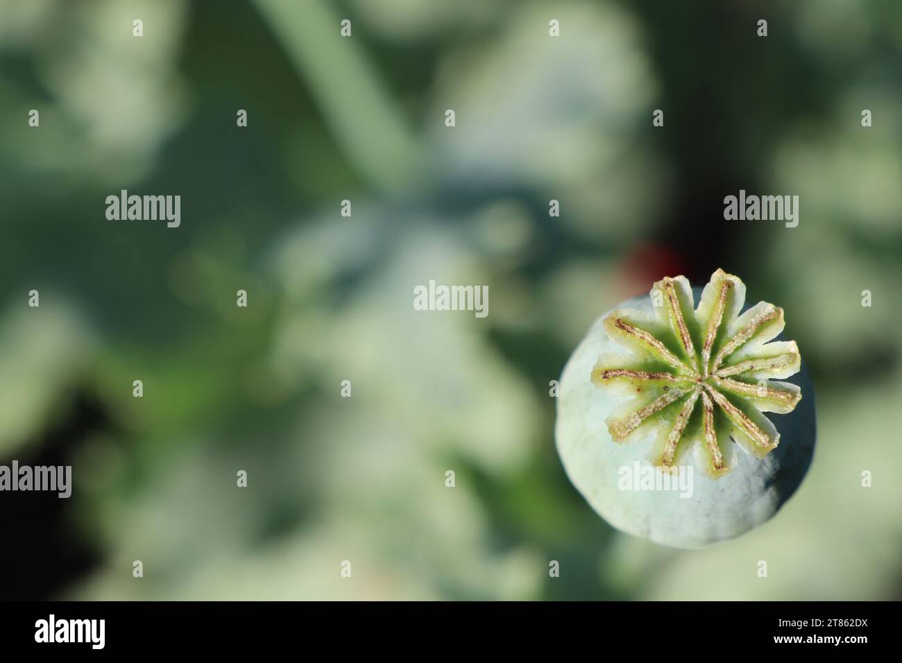 La testa verde del fiore di papavero piena di semi matura in estate al sole nel giardino della nonna Foto Stock