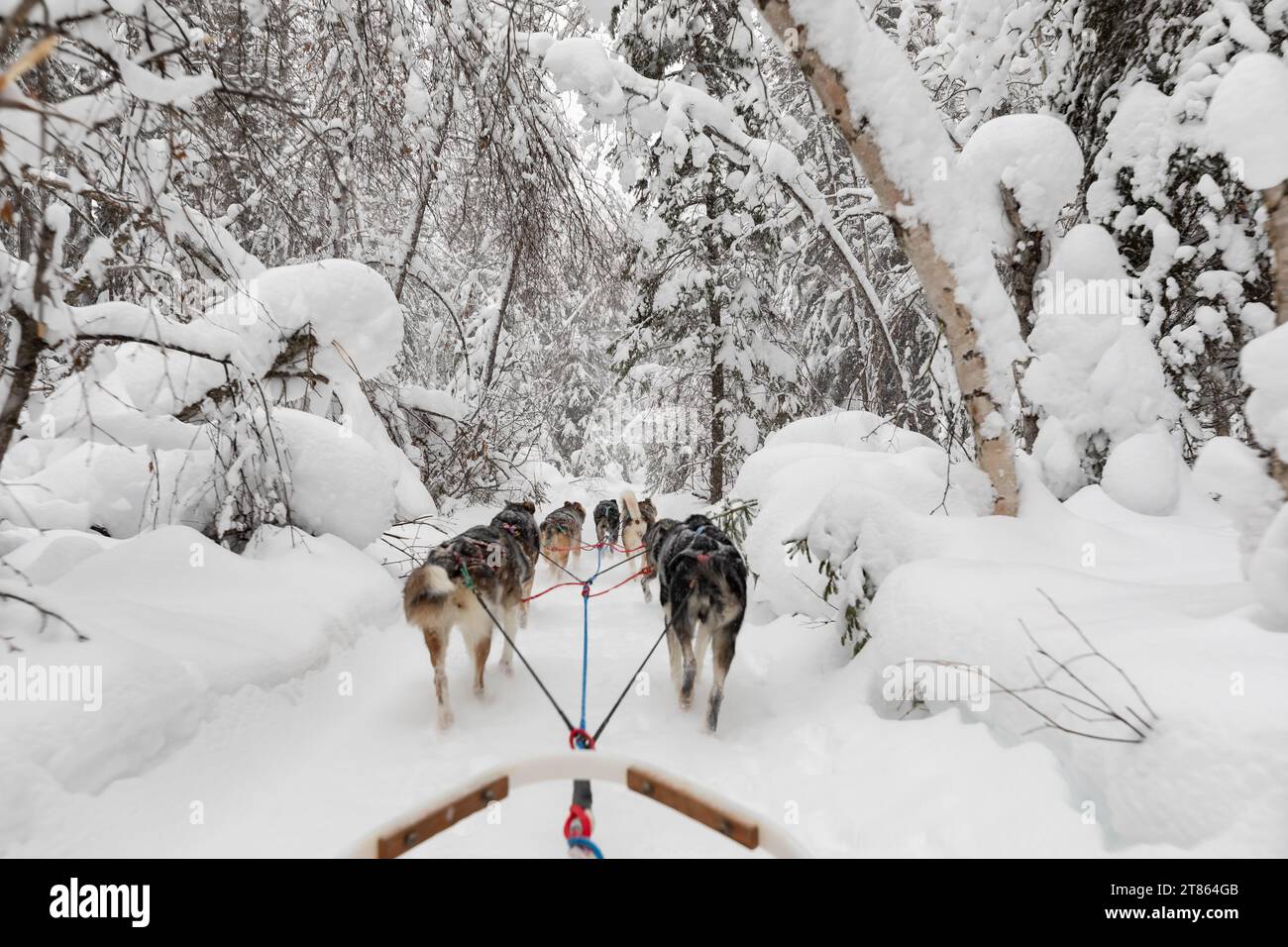 La squadra di husky tira slitte trainate da cani lungo un sentiero invernale bianco con alberi coperti di neve Foto Stock