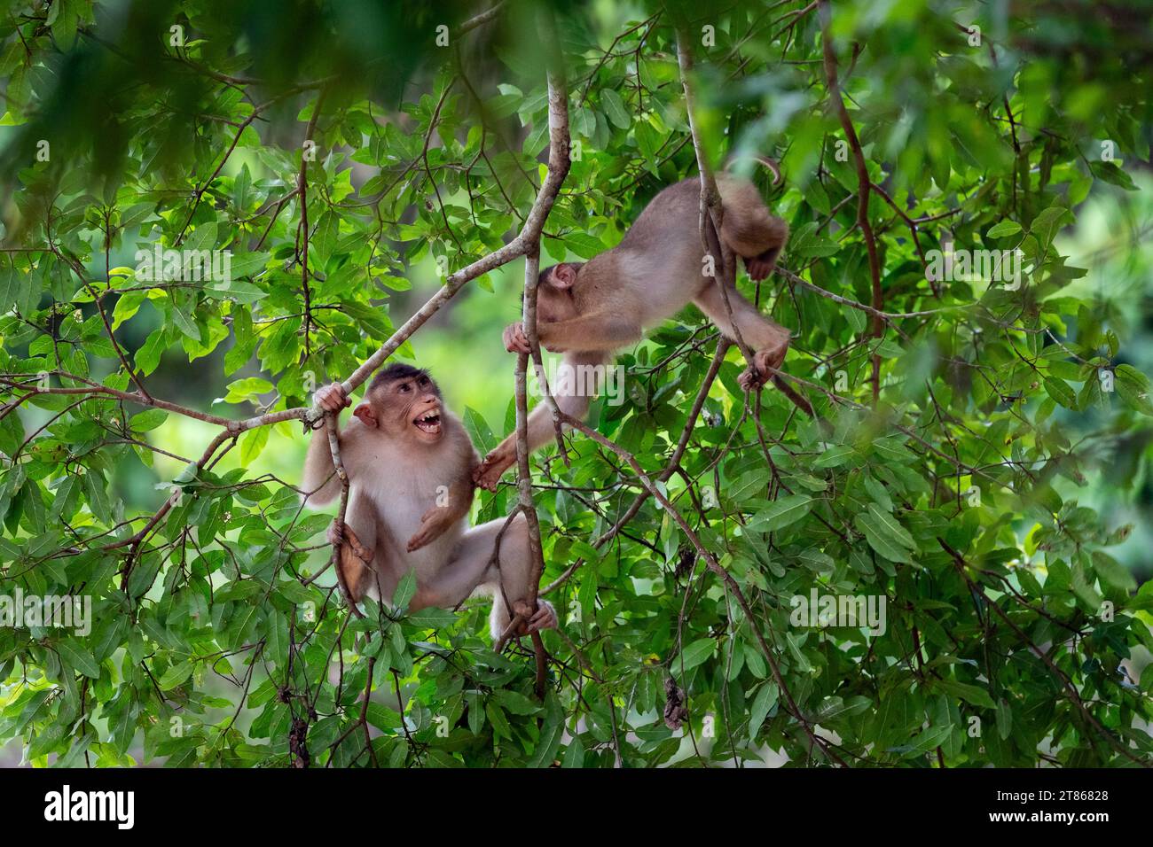Un paio di macachi, Macaca, litigano mentre si aggrappano a un albero nella foresta pluviale del Borneo Foto Stock