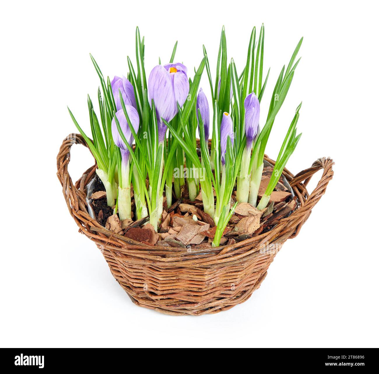 Più viola di crochi in fiore nel cestello decorativi Foto Stock