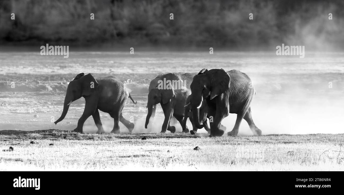 Foto artistica in bianco e nero di una famiglia di elefanti che corrono sulla riva del fiume Okawango in Namibia. Foto Stock