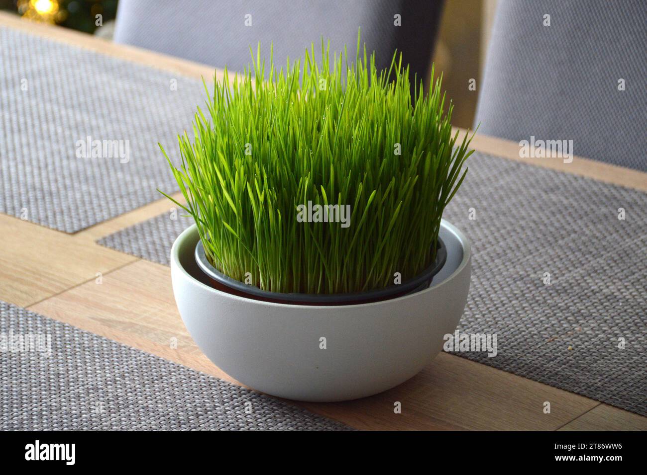 Erba di grano di Natale sul tavolo Foto Stock