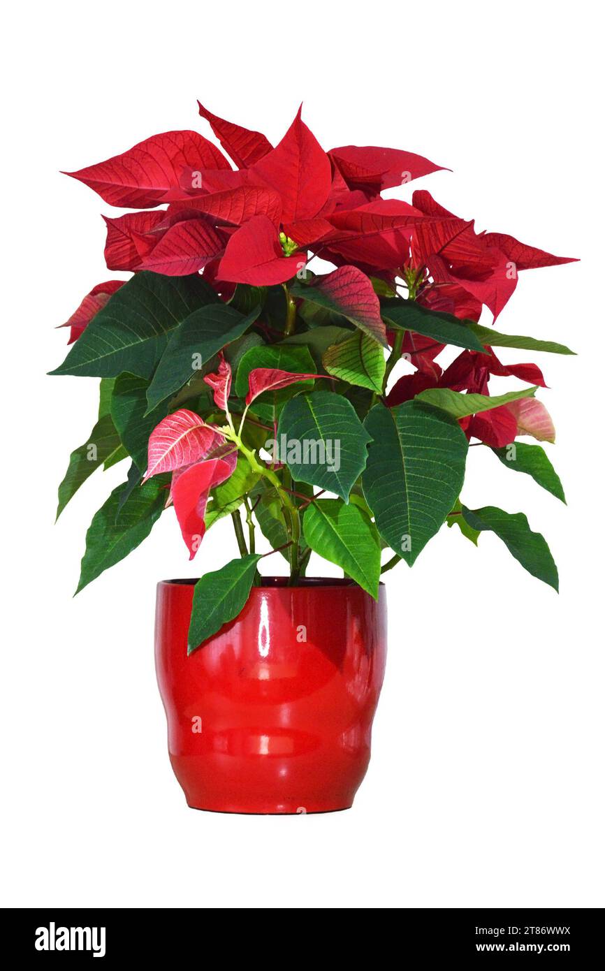 Fiore rosso di Poinsettia in vaso di fiori isolato su sfondo bianco Foto Stock