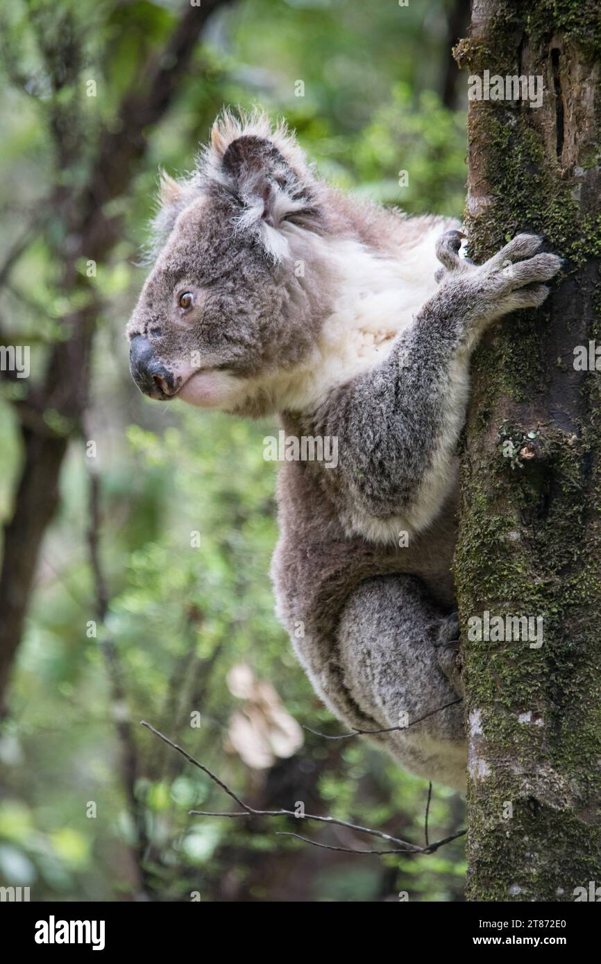 Koala al Great Otway National Park Foto Stock