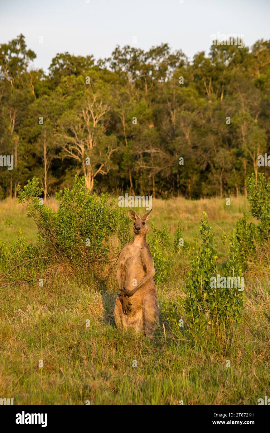 Protrait di un canguro grigio orientale maschile in piedi Foto Stock