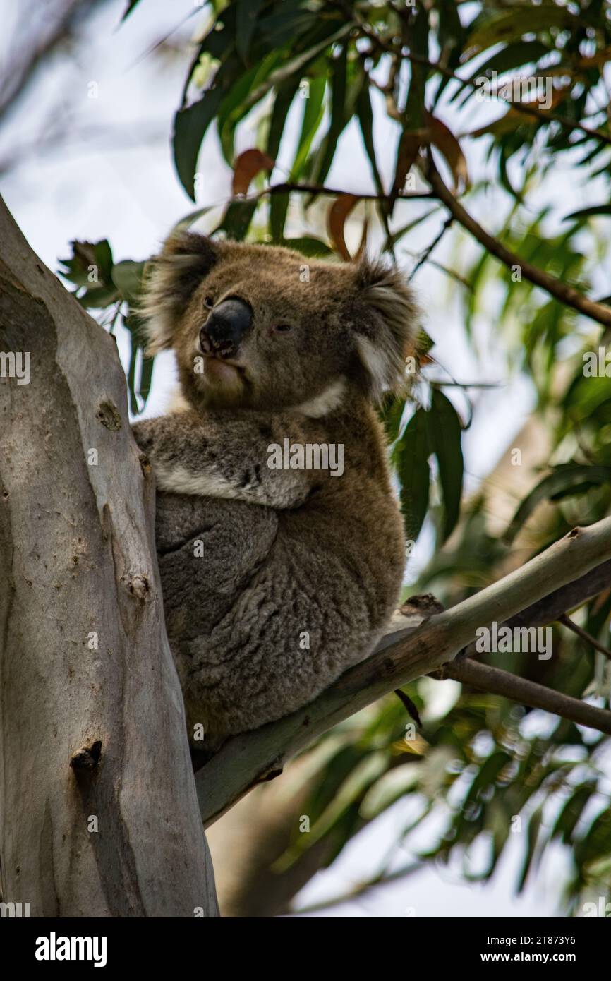 Koala al Great Otway National Park Foto Stock