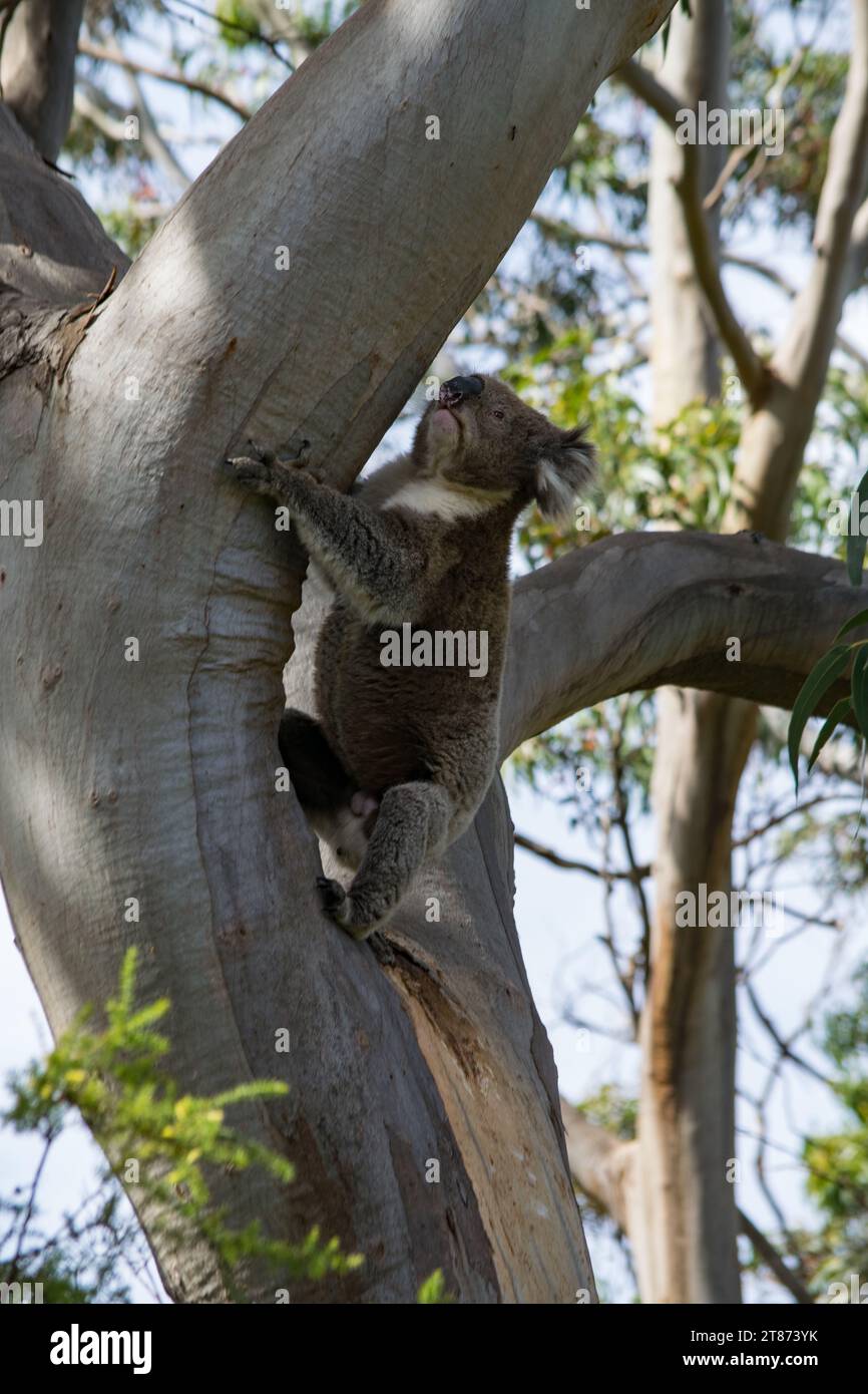 Koala al Great Otway National Park Foto Stock