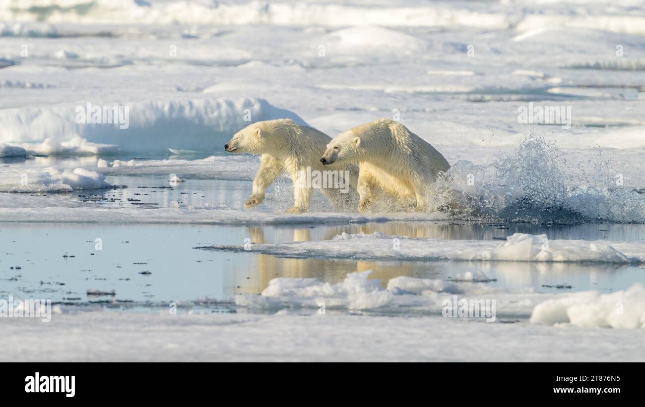 Orso polare femminile e cucciolo (Ursus maritimus) su ghiaccio, Svalbard, Norvegia Foto Stock