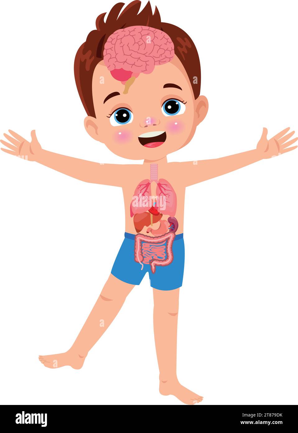 Anatomia umana insieme di organi interni con cervello, polmoni, intestino, cuore, rene, pancreas, milza, fegato e stomaco. Illustrazione vettoriale isolata Illustrazione Vettoriale