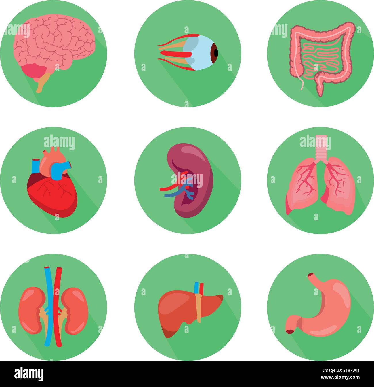 Anatomia umana insieme di organi interni con cervello, polmoni, intestino, cuore, rene, pancreas, milza, fegato e stomaco. Illustrazione vettoriale isolata Illustrazione Vettoriale