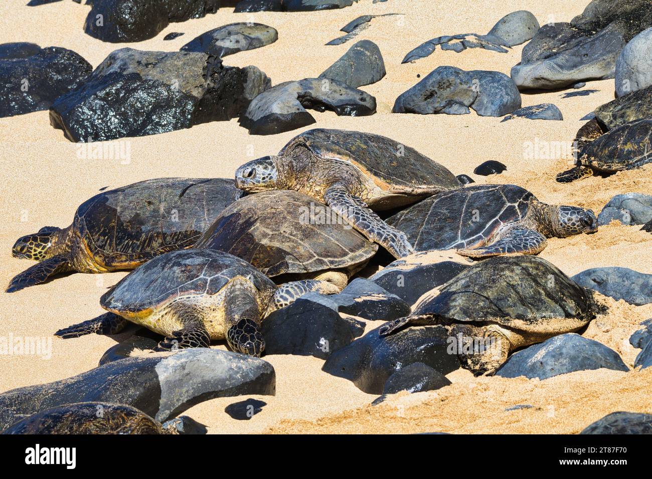 Gruppo di tartarughe marine verdi che si arrampicano l'una sull'altra su una spiaggia di maui. Foto Stock