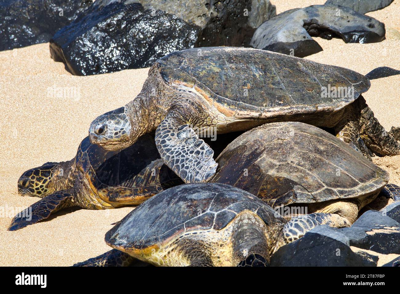 Tartaruga marina verde molto grande su una spiaggia di Maui che sale su diverse altre tartarughe. Foto Stock