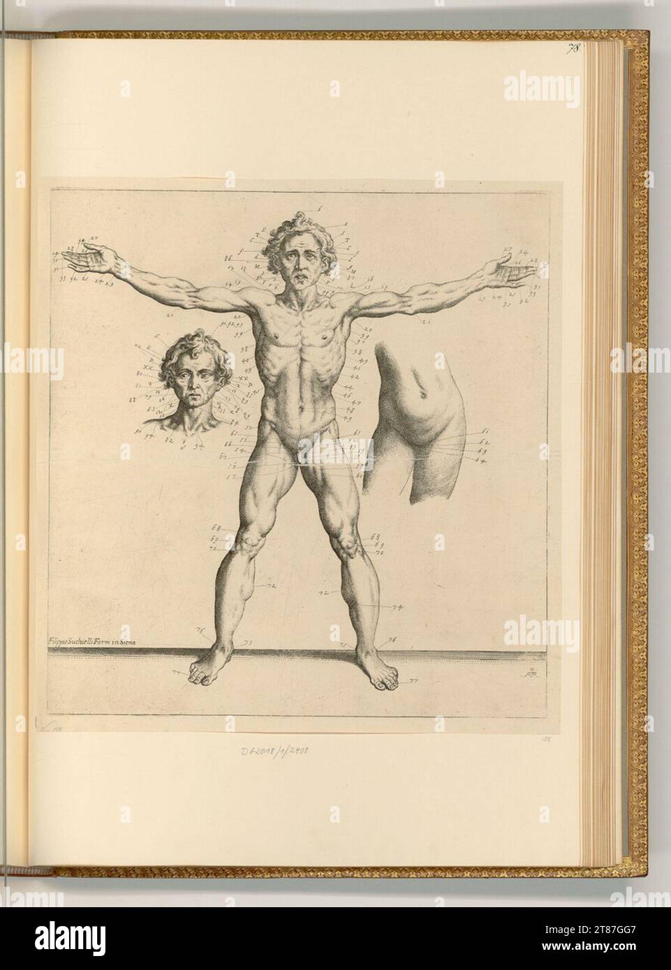 Raffaello Schiaminossi (incisore) Studio anatomico di un corpo maschile. incisione 1673 , 1673 Foto Stock