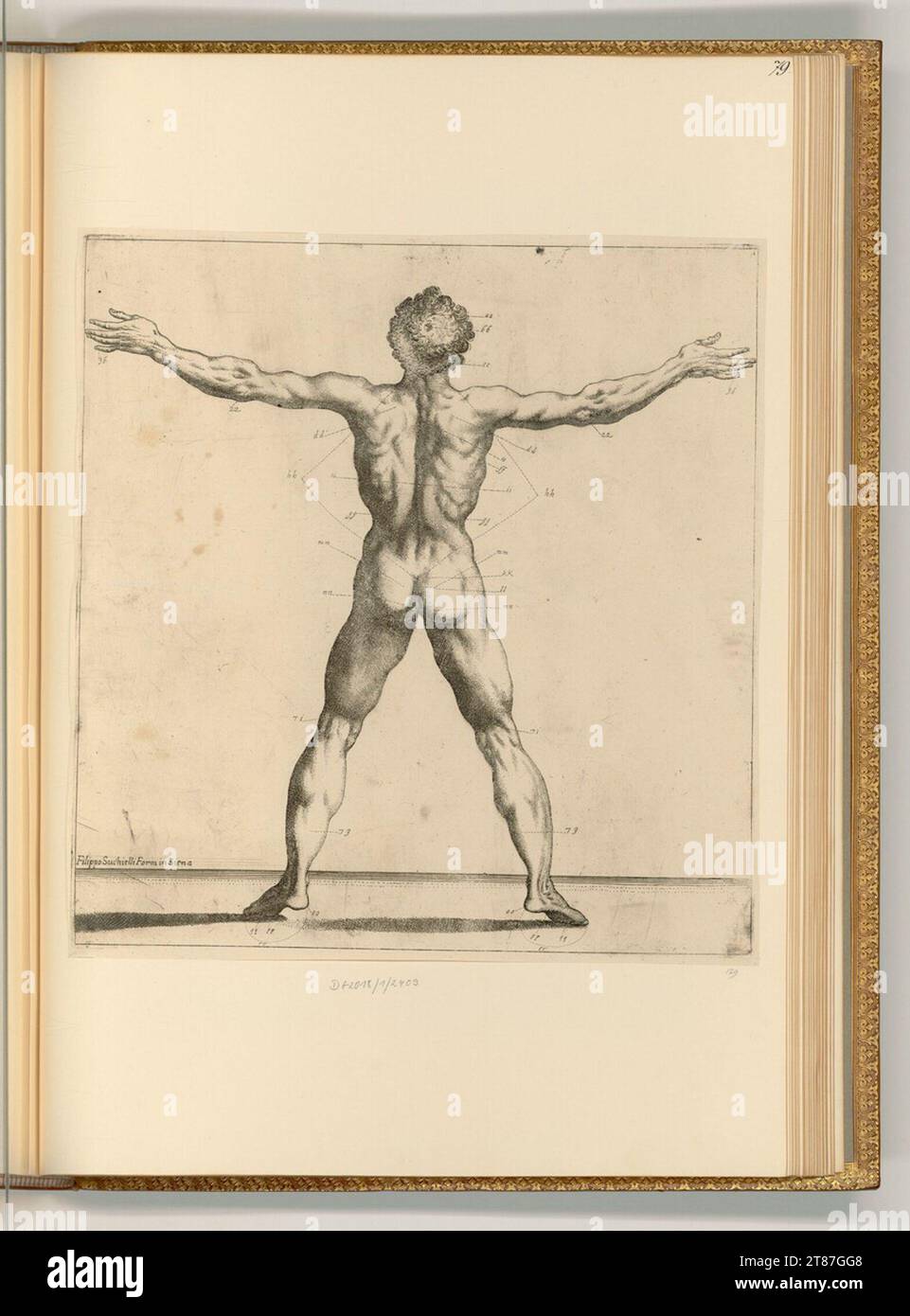 Raffaello Schiaminossi (incisore) Studio anatomico di un corpo maschile. incisione 1673 , 1673 Foto Stock