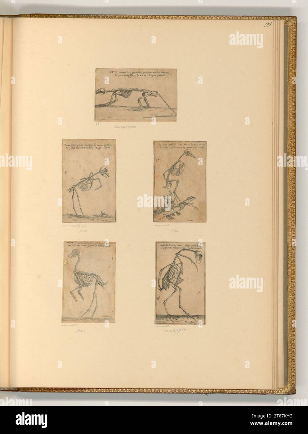 Filippo Angeli gen. Napoletano (incisore) scheletri animali. incisione 1620-1621 , 1620/1621 Foto Stock