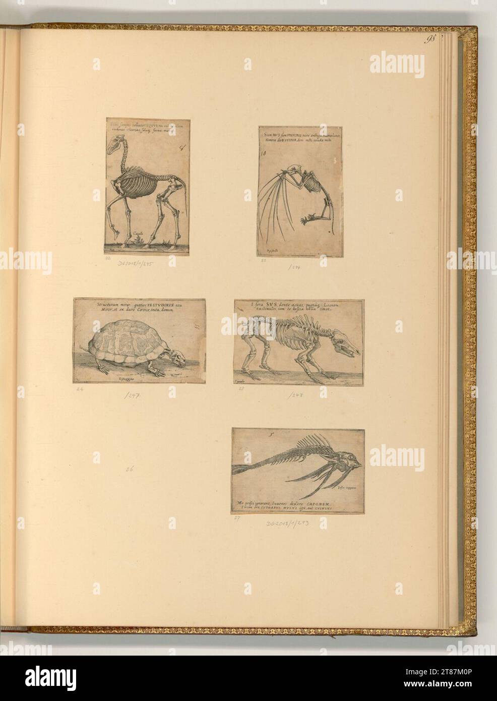 Filippo Angeli gen. Napoletano (incisore) scheletri animali: Scheletro di un pipistrello, un cavallo, una tartaruga ecc... incisione 1620-1621 , 1620/1621 Foto Stock