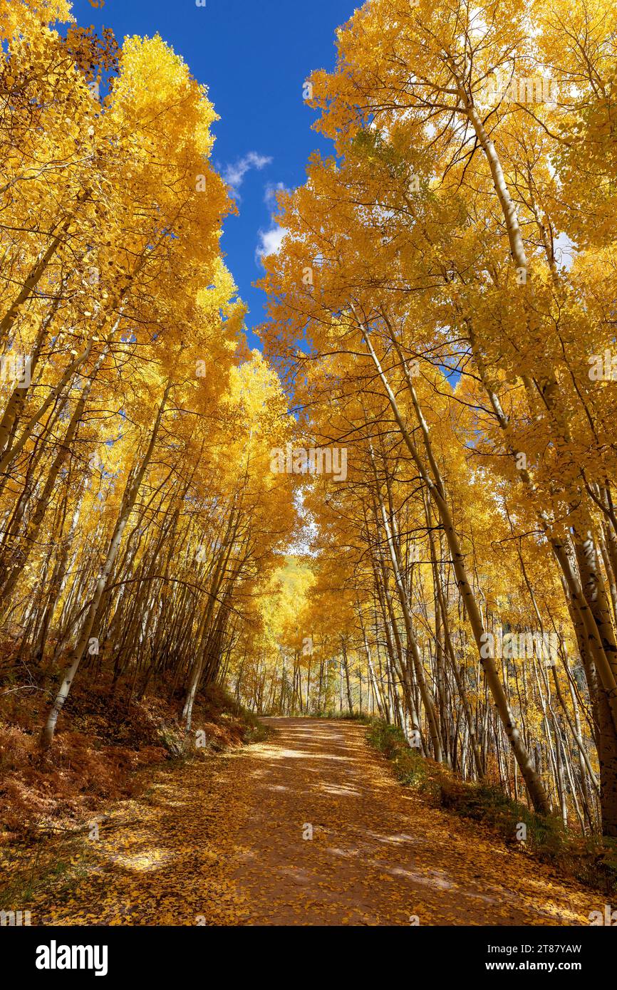 Alberi di Aspen autunnali lungo una strada sterrata vicino a Rico, Colorado Foto Stock