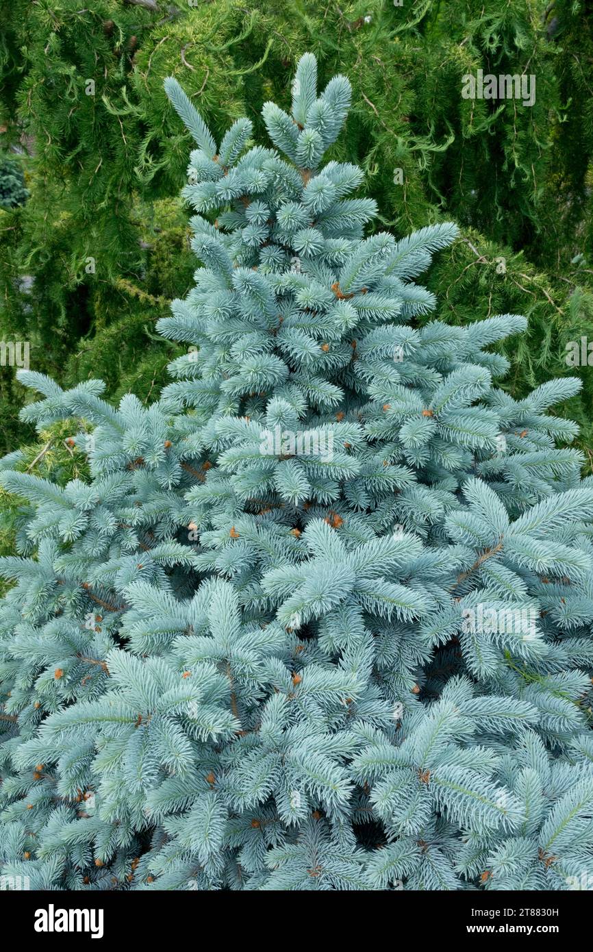 Colorado Blue Spruce, Picea pungens "Blue Mountain" Foto Stock