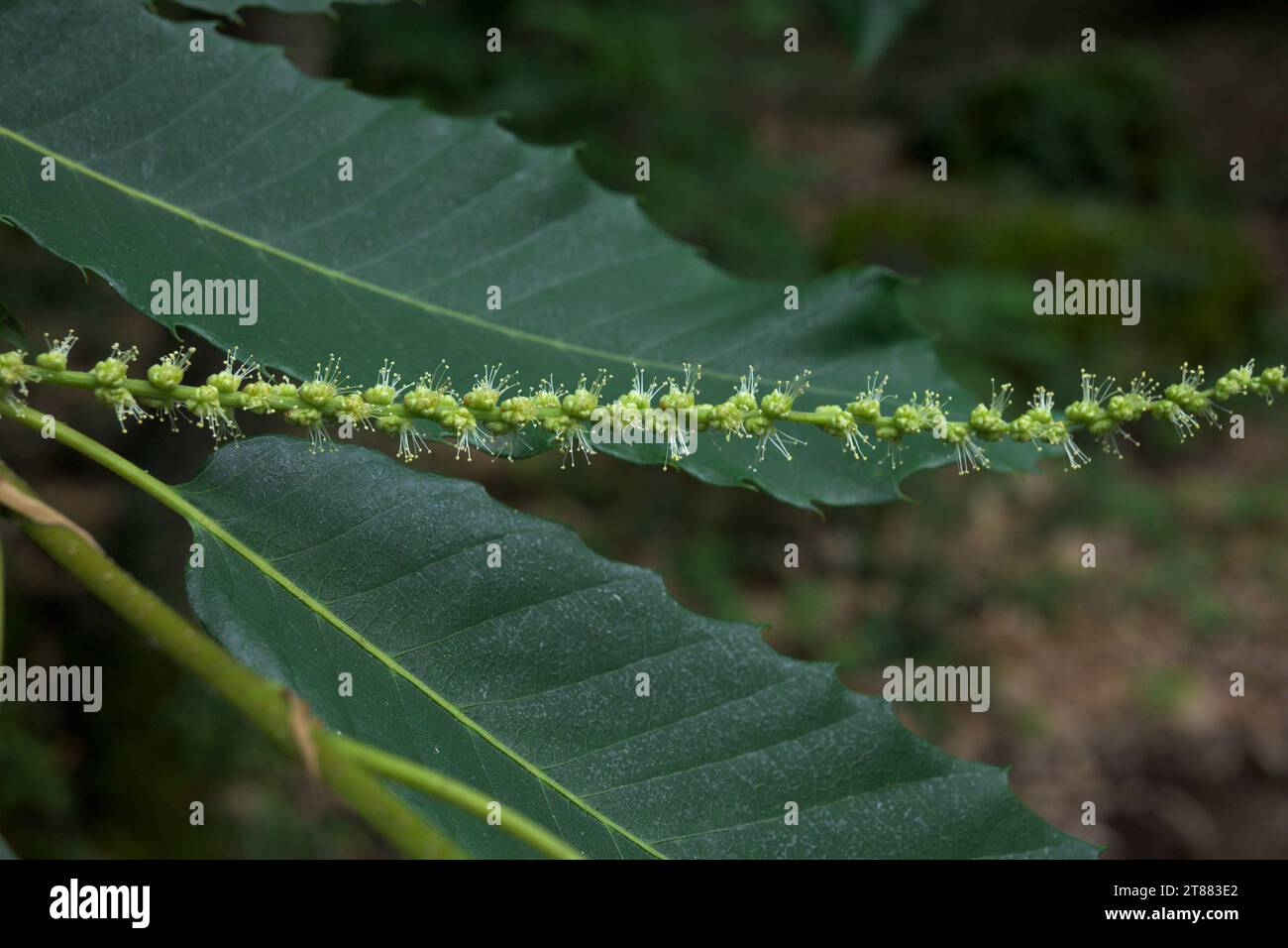 Fiore di castagno giallo a candela pieno di polline in fiore Castanea sativa dettaglio fiore e lama a foglia orizzontale Foto Stock