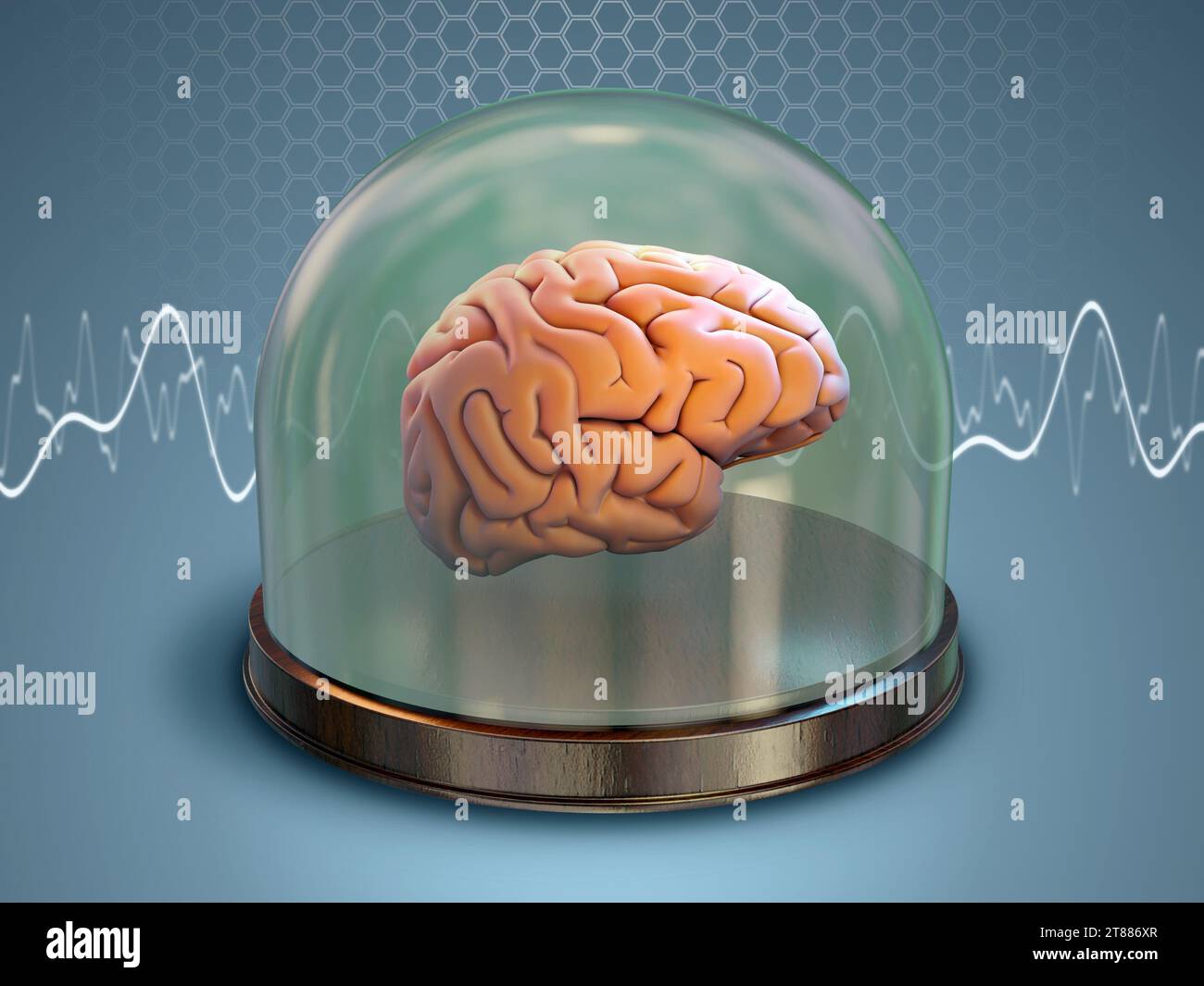 Cervello umano conservato in una cupola di vetro. Illustrazione digitale, rendering 3D. Foto Stock