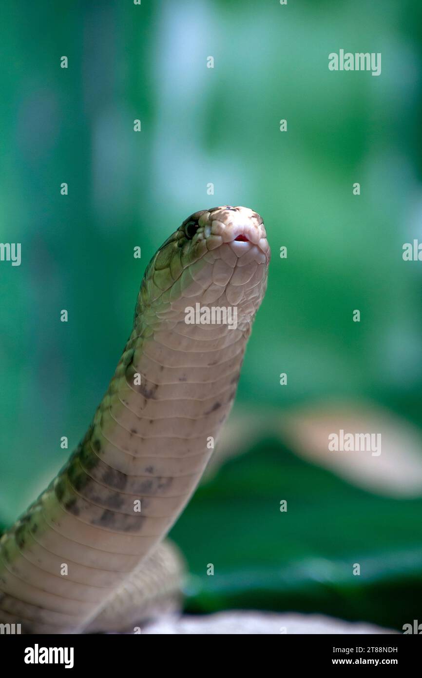 Sydney Australia, cobra monoculato che si prepara con pancia o sottofondo Foto Stock