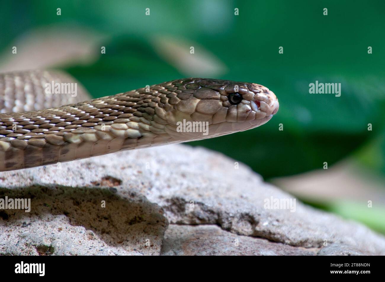 Sydney Australia, cobra monoclata che si muove attraverso le rocce Foto Stock