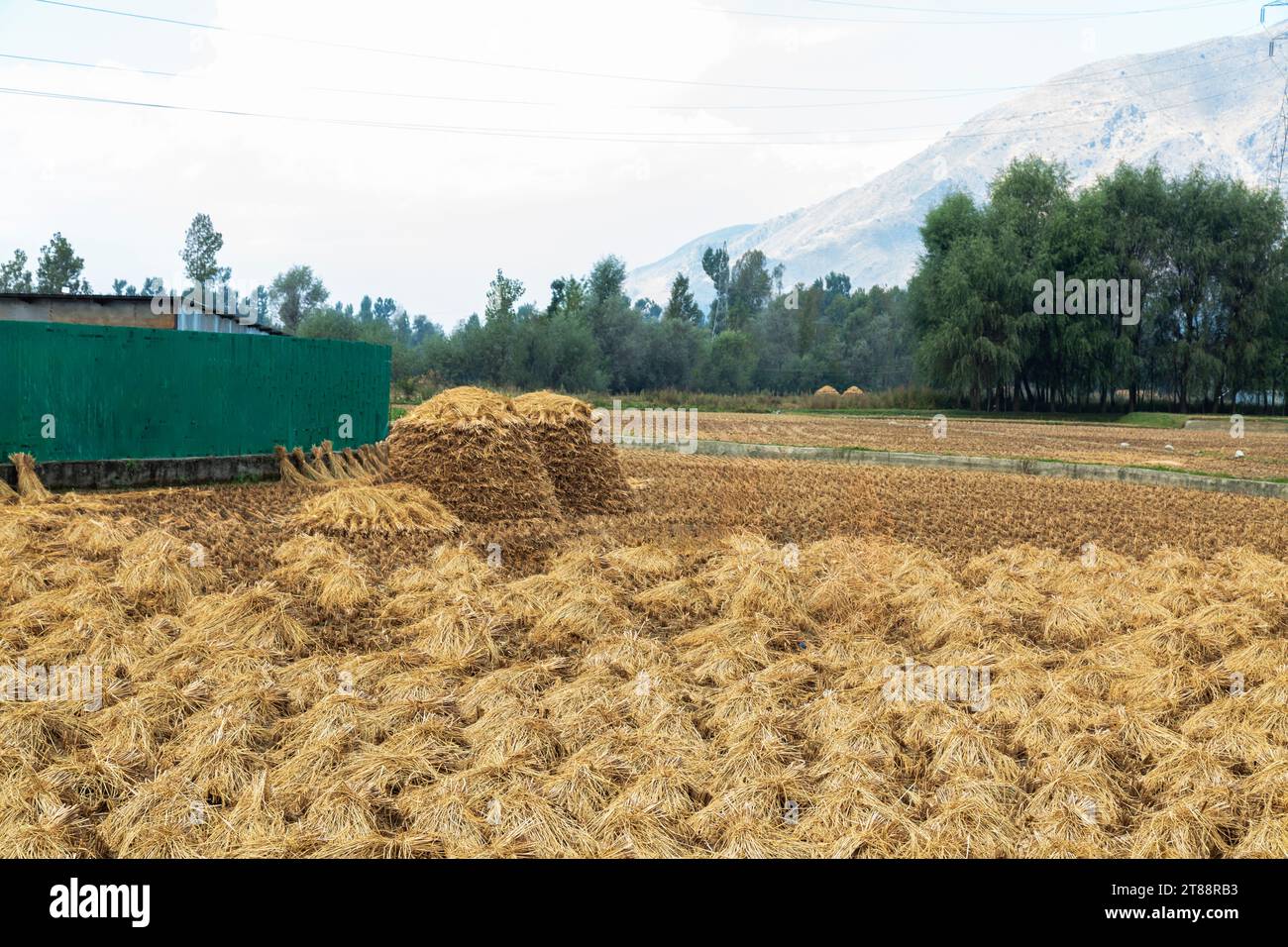Raccolta del riso sulla strada Leh-Ladakh a Srinagar, Jammu Kashmir india. Foto Stock