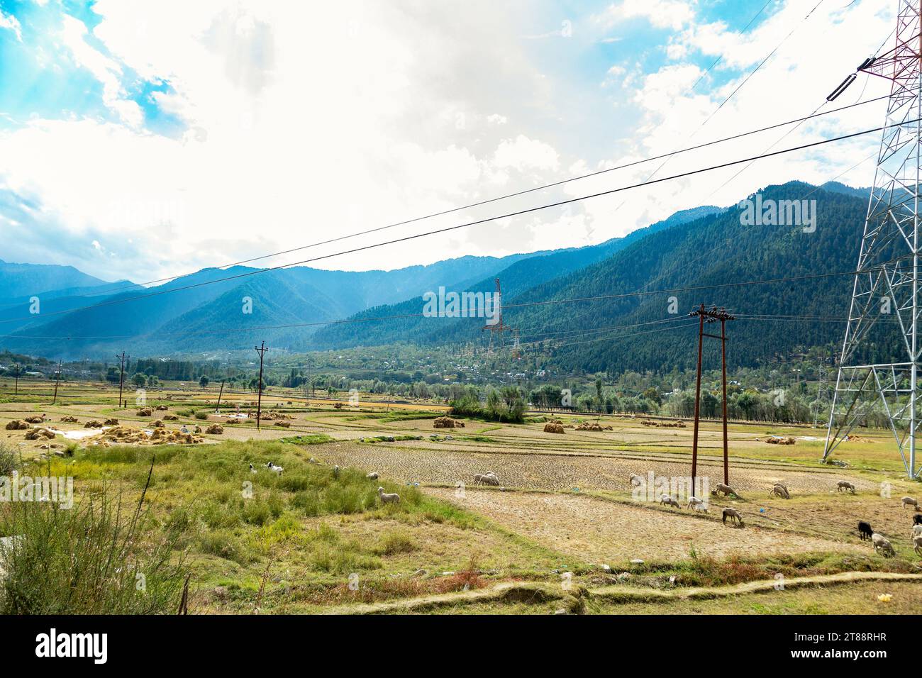Gruppo di pecore che pascolano nel campo nella città di Kangan situata vicino a Ganderbal, nel distretto di Ganderbal di Jammu e Kashmir, in India Foto Stock
