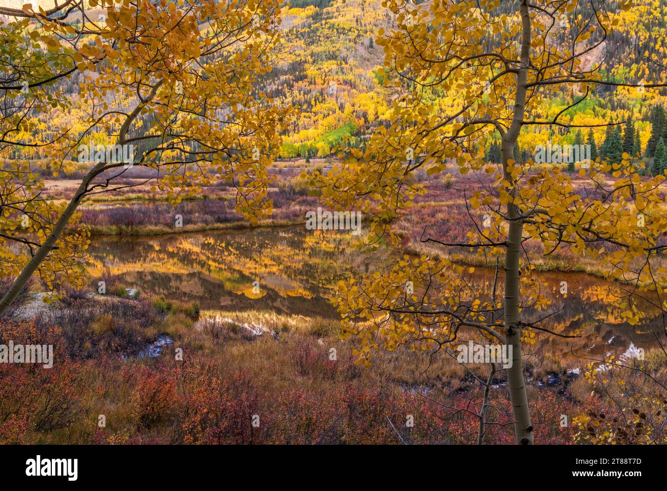 gli aspens autunnali sulla Brown Mountain si riflettono in un laghetto di castori sulla Ironton Marsh al largo della Milion Dollar Highway vicino a Ouray, Colorado. Foto Stock