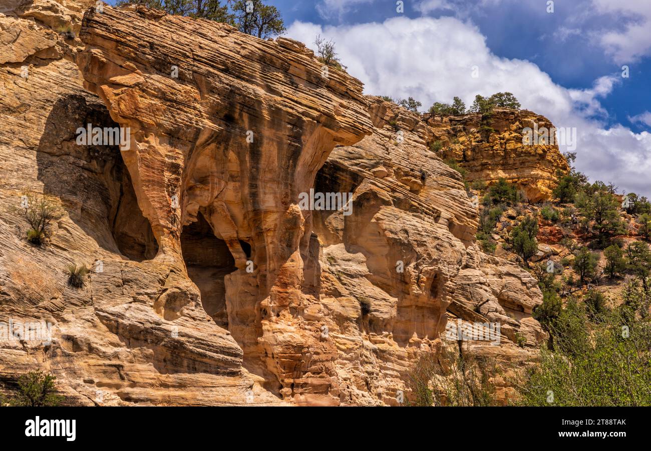 Una grotta funky si trova in alto su una scogliera in un'area aperta del Willis Creek slot Canyon nel Grand Staircase-Escalante National Monument, vicino a Cannonville, Utah. Foto Stock