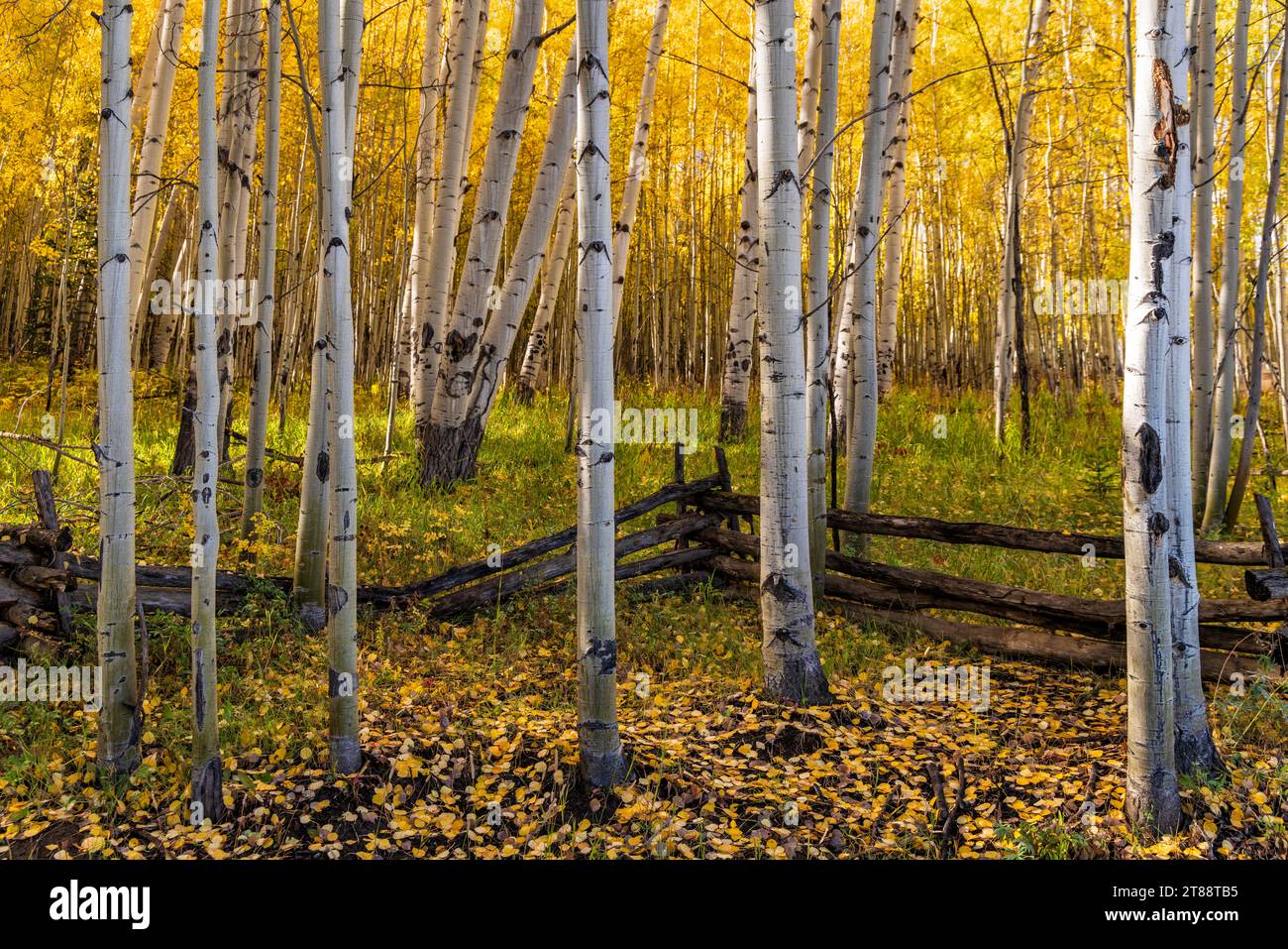 Tronchi verticali di aspen e una recinzione a binario diviso fronteggiano un boschetto dorato di foglie di Aspen su Wilson Mesa vicino a Telluride, Colorado. Foto Stock