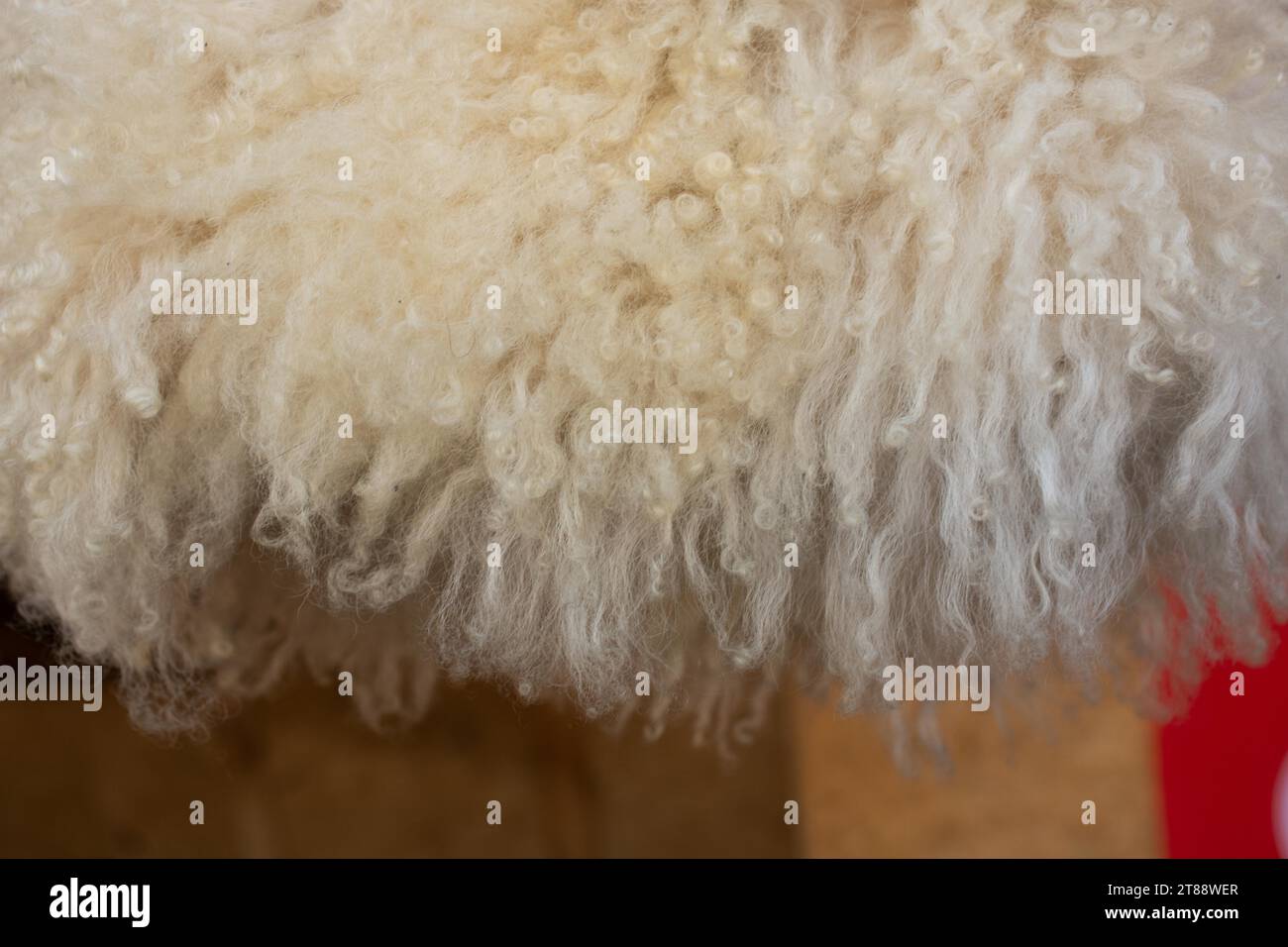Consistenza dei capelli di lana di pecora sfondo di pelliccia animale naturale Foto Stock