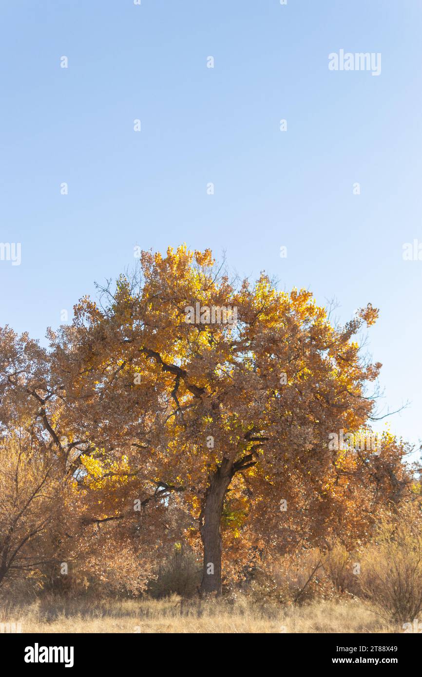 Splendido paesaggio autunnale di un albero di Cottonwood e foglie gialle dorate. Foto Stock