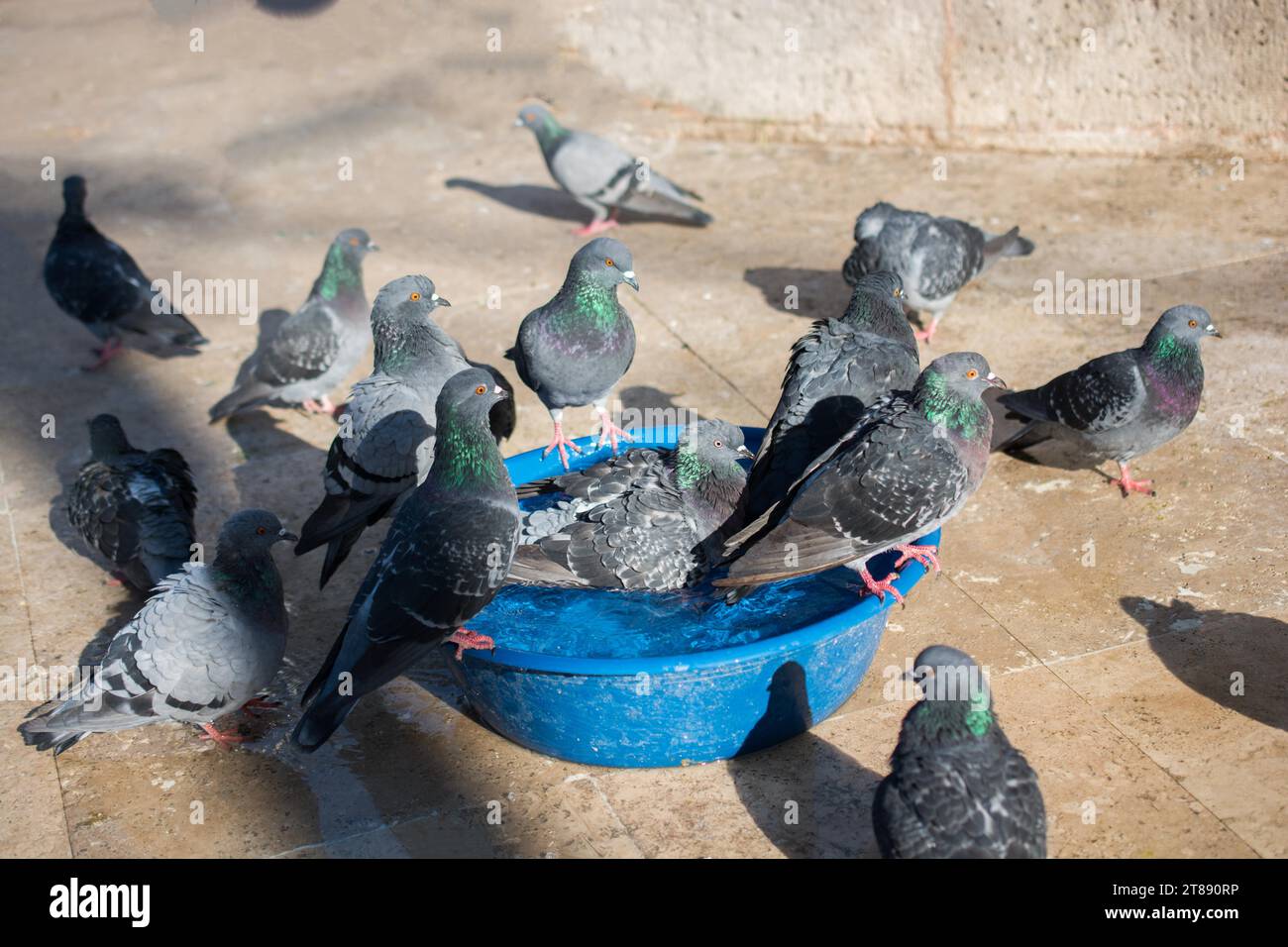 Uccelli solitari da vivere in un ambiente urbano Foto Stock