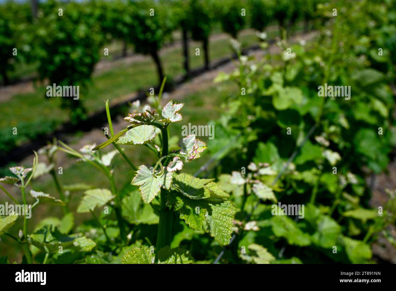 Vista ravvicinata delle vigne Reisling Grape nella Wairau Valley in Spring, Marlborough, nuova Zelanda. Foto Stock