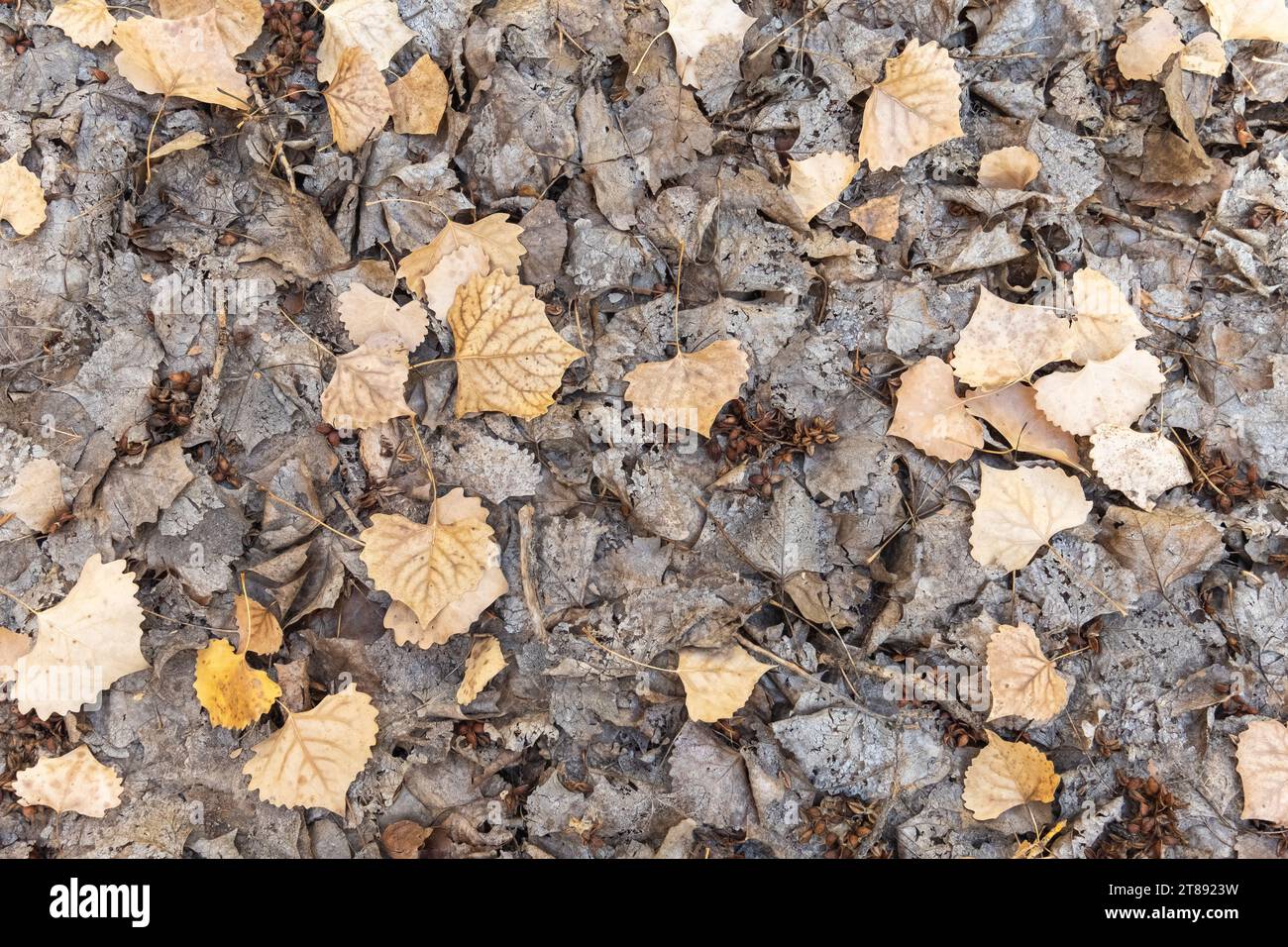 Una coperta di foglie cadute di colore oro e grigio ricopre il pavimento della foresta. Foto Stock