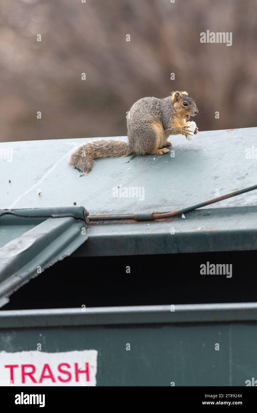 Uno scoiattolo si siede e si mangia sopra un cassonetto aperto in una giornata coperta. Lo scoiattolo è di colore grigio e marrone. La parola “spazzatura” è scritta in rosso. Foto Stock