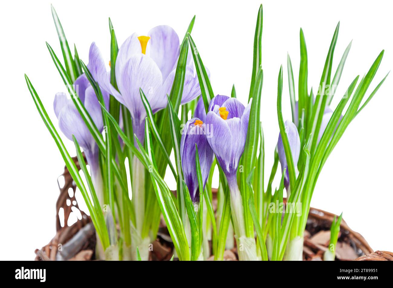Diverse crocche viola fiorite nel cestello decorativo su sfondo bianco Foto Stock