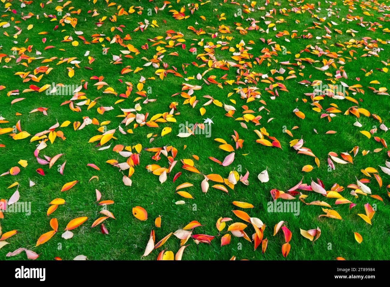 Foglie cadute sul prato del giardino Prunus - ciliegia in autunno Foto Stock