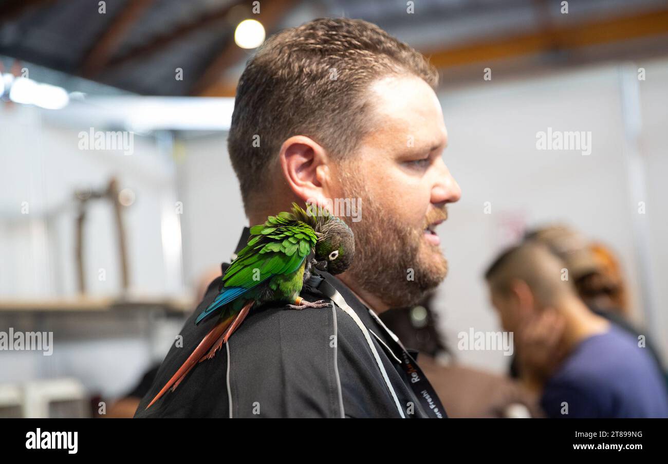 Sydney, Australia. 18 novembre 2023. Un pappagallo è stato visto al PET Show di Sydney, Australia, il 18 novembre 2023. Il PET Show, il primo spettacolo nazionale di animali domestici in Australia, è iniziato a Sydney sabato, con educazione, intrattenimento e prodotti per cani, gatti, pesci, uccelli, rettili e piccoli animali. Credito: HU Jingchen/Xinhua/Alamy Live News Foto Stock