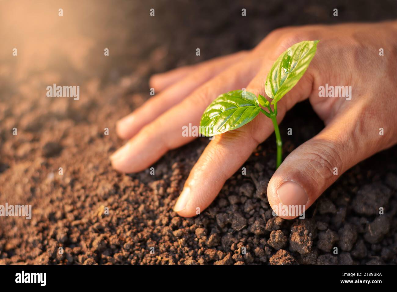 le mani degli uomini crescono e coltivano alberi che crescono su terreni fertili per un futuro più verde. Foto Stock