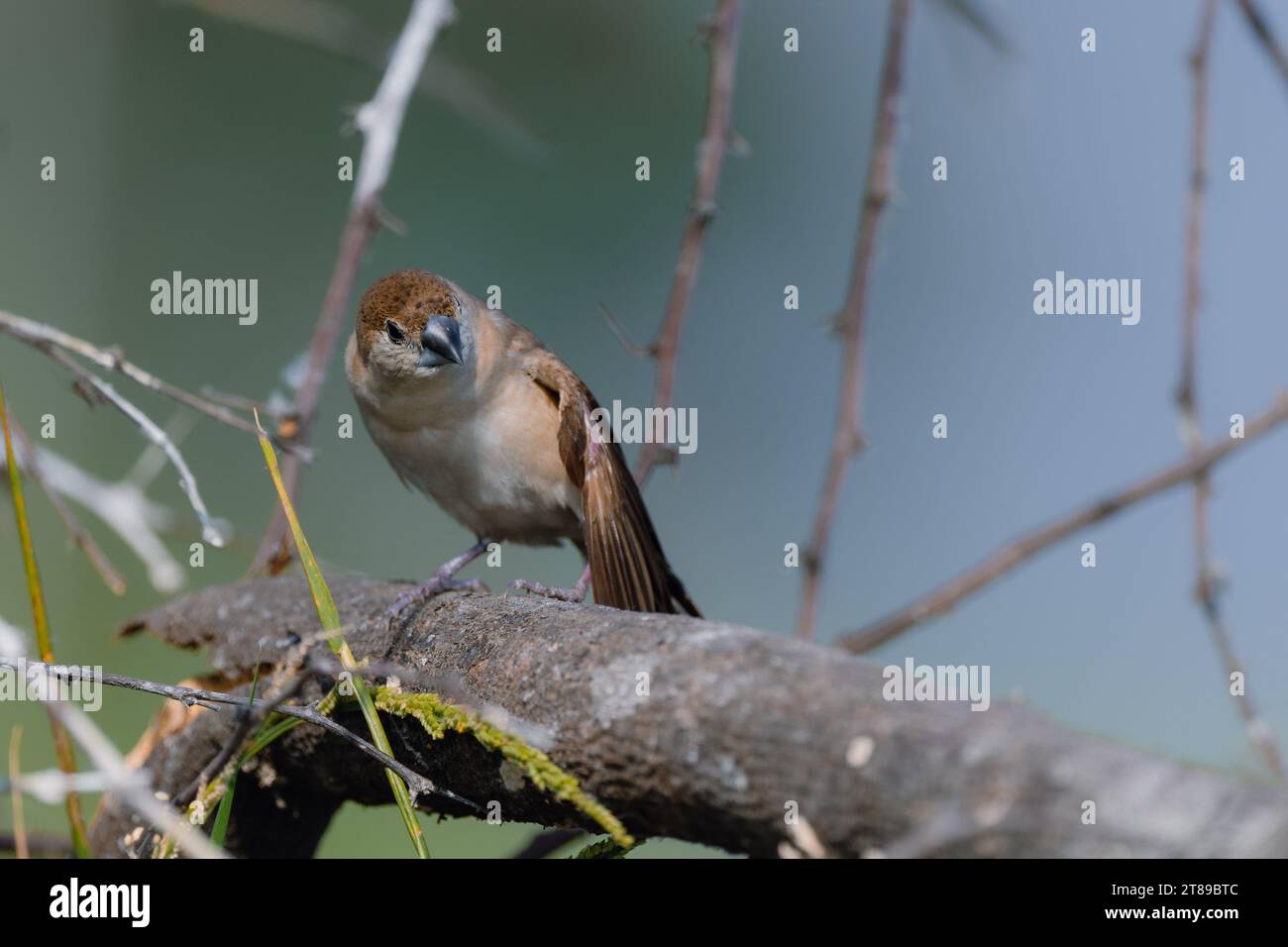 Uccello indiano silverbill Foto Stock