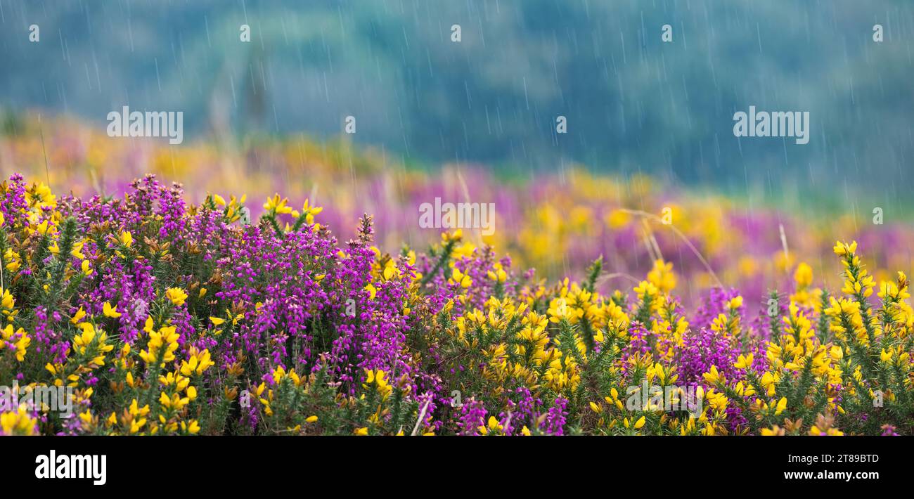 Fiori viola di vitello e gialli di cavalluccio sotto la pioggia battente Foto Stock