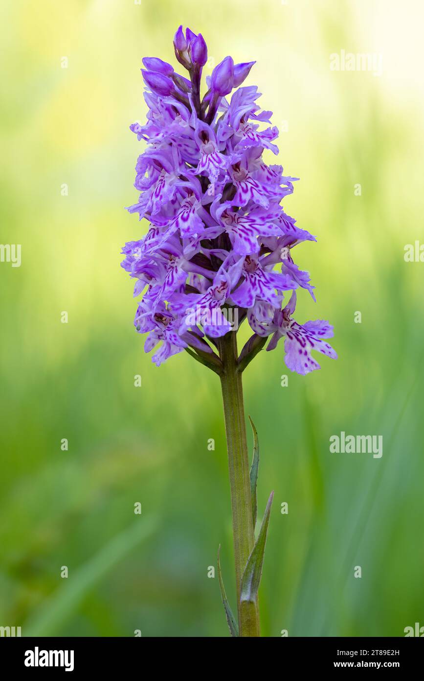 Orchidea maculata comune [ Dactylorhiza fuchsii ] nel prato selvatico Foto Stock