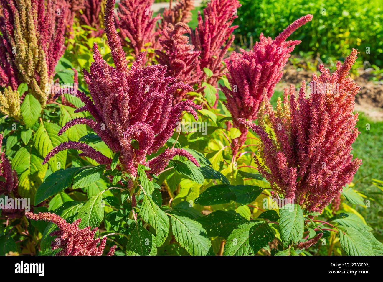 Fioritura della pianta di amaranto rosso indiano che cresce nel giardino estivo. Ortaggi a foglia, cereali e piante ornamentali, fonte di proteine e aminoacidi, glutenf Foto Stock