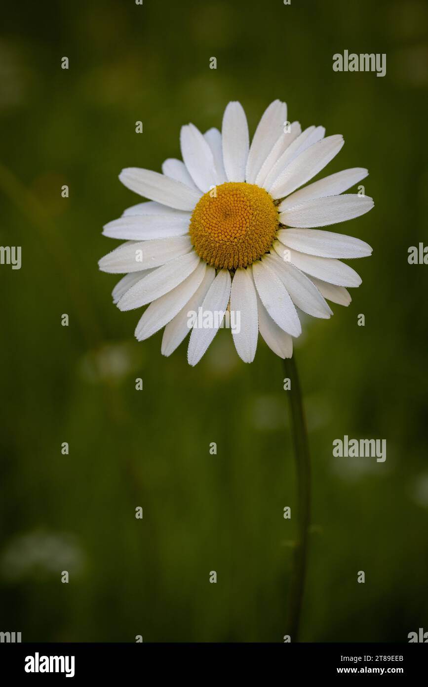 Oxeye daisy [ Leucanthemum vulgare ] fiore in giardino selvatico Foto Stock