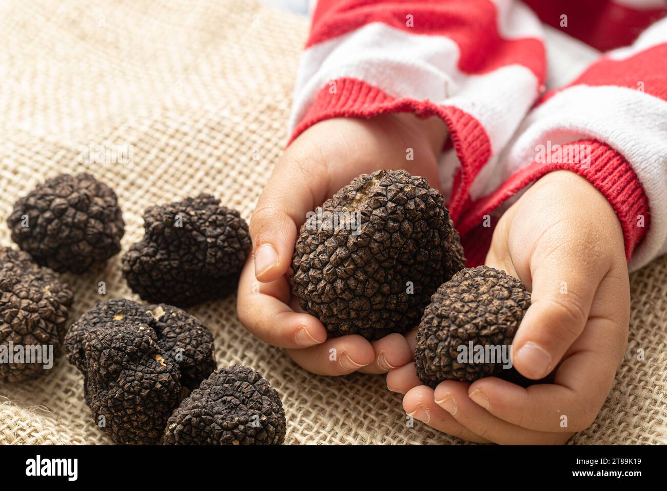 Tartufi neri nelle mani dei bambini su sfondo burlap Foto Stock